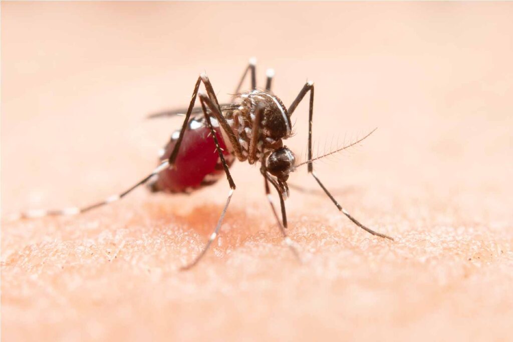 Mosquitoes Pest Control Services in Aurangabad