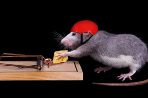 How Rats Are More Intelligent Than Us
